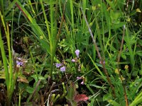 NL, Drenthe, Aa en Hunze, Eexterveld 54, Saxifraga-Hans Boll