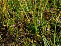 NL, Drenthe, Aa en Hunze, Eexterveld 63, Saxifraga-Hans Boll