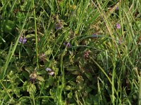 NL, Drenthe, Aa en Hunze, Eexterveld 69, Saxifraga-Hans Boll