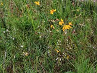 NL, Drenthe, Aa en Hunze, Eexterveld 7, Saxifraga-Hans Boll