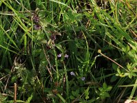 NL, Drenthe, Aa en Hunze, Eexterveld 71, Saxifraga-Hans Boll