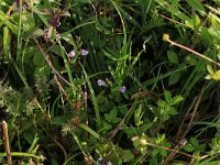 NL, Drenthe, Aa en Hunze, Eexterveld 72, Saxifraga-Hans Boll