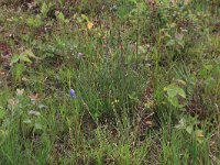 NL, Drenthe, Aa en Hunze, Eexterveld 9, Saxifraga-Hans Boll