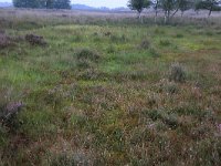 NL, Drenthe, Aa en Hunze, Gasterense duinen 10, Saxifraga-Hans Boll