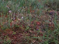 NL, Drenthe, Aa en Hunze, Gasterense duinen 16, Saxifraga-Hans Boll