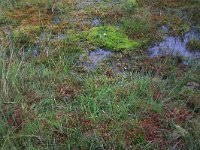 NL, Drenthe, Aa en Hunze, Gasterense duinen 19, Saxifraga-Hans Boll