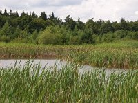 NL, Drenthe, Aa en Hunze, Oelmers 3, Saxifraga-Hans Dekker