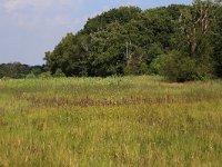 NL, Drenthe, Aa en Hunze, Oudemolen  21, Saxifraga-Hans Boll