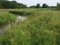 NL, Drenthe, Aa en Hunze, Oudemolen 12, Saxifraga-Hans Boll