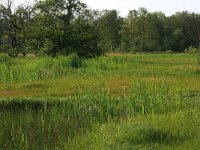 NL, Drenthe, Aa en Hunze, Oudemolen 13, Saxifraga-Hans Boll