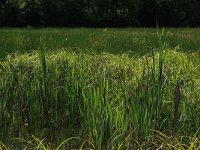 NL, Drenthe, Aa en Hunze, Oudemolen 23, Saxifraga-Hans Boll