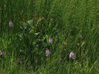 NL, Drenthe, Aa en Hunze, Oudemolen 32, Saxifraga-Hans Boll