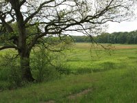 NL, Drenthe, Aa en Hunze, Oudemolen 4, Saxifraga-Hans Boll