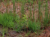 NL, Drenthe, Aa en Hunze, Oudemolen 42, Saxifraga-Hans Boll