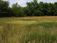 NL, Drenthe, Aa en Hunze, Oudemolen 46, Saxifraga-Hans Boll