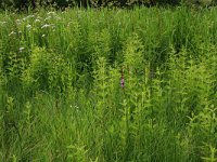 NL, Drenthe, Aa en Hunze, Oudemolen 5, Saxifraga-Hans Boll