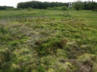 NL, Drenthe, Aa en Hunze, Oudemolen 62, Saxifraga-Hans Boll