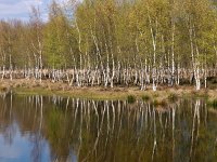 NL, Drenthe, Aa en Hunze, Tweelingen boswachterij 7, Saxifraga-Hans Dekker