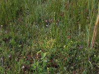 NL, Drenthe, Aa en Hunze, Westerlanden 33, Saxifraga-Hans Boll