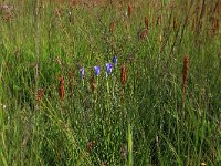 NL, Drenthe, Aa en Hunze, Westerlanden 40, Saxifraga-Hans Boll