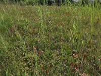 NL, Drenthe, Aa en Hunze, Westerlanden 42, Saxifraga-Hans Boll