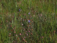 NL, Drenthe, Aa en Hunze, Westerlanden 44, Saxifraga-Hans Boll