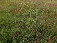 NL, Drenthe, Aa en Hunze, Westerlanden 56, Saxifraga-Hans Boll