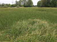 NL, Drenthe, Assen, Deurzerdiep 19, Saxifraga-Hans Boll