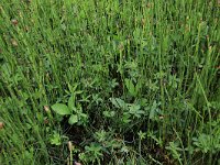 NL, Drenthe, Assen, Deurzerdiep 21, Saxifraga-Hans Boll