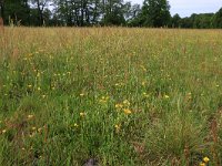 NL, Drenthe, Assen, Deurzerdiep 38, Saxifraga-Hans Boll