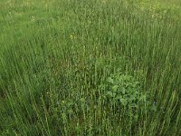 NL, Drenthe, Assen, Deurzerdiep 63, Saxifraga-Hans Boll