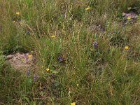 NL, Drenthe, Assen, Deurzerdiep 89, Saxifraga-Hans Boll