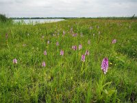 NL, Drenthe, Borger-Odoorn, LOFAR 9, Saxifraga-Hans Dekker