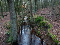 NL, Drenthe, De Wolden, Anserdennen 16, Saxifraga-Hans Dekker