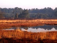 NL, Drenthe, De Wolden, Echtener Paradijs 1, Saxifraga-Hans Dekker