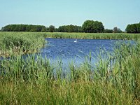 NL, Drenthe, De Wolden, Lange Weiden 1, Saxifraga-Hans Dekker