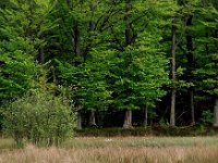 NL, Drenthe, Hoogeveen, Spaarbankbos 11, Saxifraga-Hans Dekker