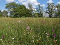 NL, Drenthe, Midden-Drenthe, Elperstroom 8, Saxifraga-Hans Dekker