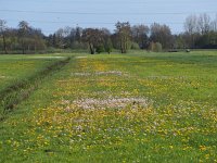 NL, Drenthe, Midden-Drenthe, Oude Diep 7, Saxifraga-Hans Dekker