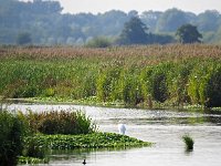 NL, Drenthe, Noordenveld, Leekstermeer 24, Saxifraga-Hans Dekker