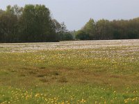 NL, Drenthe, Noordenveld, Maatlanden 3, Saxifraga-Hans Boll