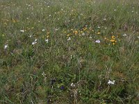 NL, Drenthe, Noordenveld, Maatlanden 4, Saxifraga-Hans Boll