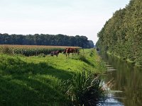 NL, Drenthe, Noordenveld, Veenhuizen 5, Saxifraga-Hans Dekker