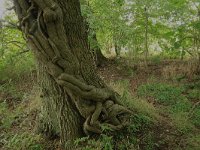 NL, Drenthe, Tynaarlo, Lage Maden 13, Saxifraga-Hans Boll