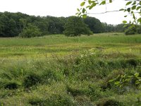 NL, Drenthe, Tynaarlo, Lage Maden 31, Saxifraga-Hans Boll