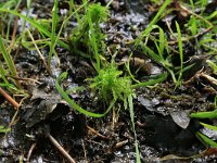 NL, Drenthe, Tynaarlo, Lage Maden 36, Saxifraga-Hans Boll