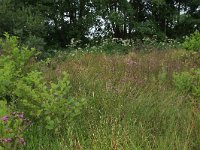 NL, Drenthe, Tynaarlo, Lage Maden 4, Saxifraga-Hans Boll