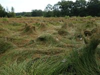 NL, Drenthe, Tynaarlo, Lage Maden 45, Saxifraga-Hans Boll