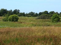 NL, Drenthe, Tynaarlo, Lage Maden 52, Saxifraga-Hans Boll