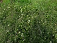 NL, Drenthe, Tynaarlo, Ossenbroeken 19, Saxifraga-Hans Boll